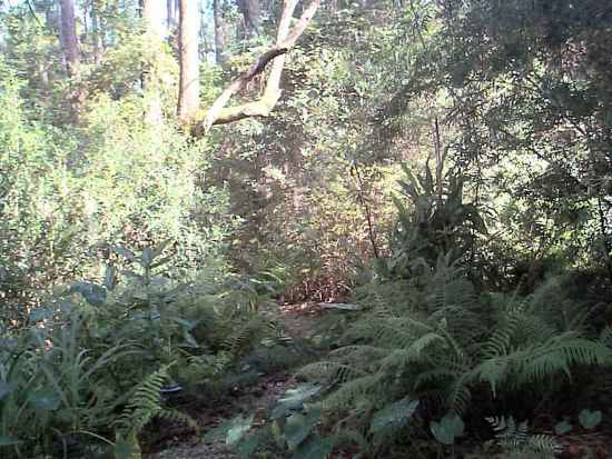 Hidden Pathway through the Marsh