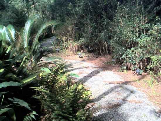 Sago Shadows on the Trail