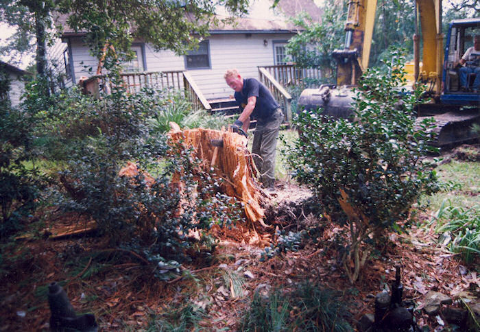 Pine tree stump dissection