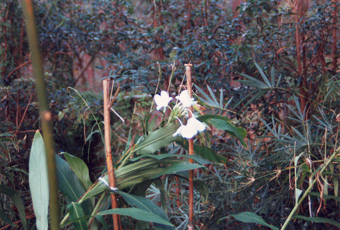 Ginger Lily in bloom