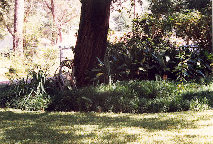 Live Oak Border Plantings