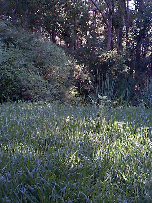 Pond through Tall St Augustine Grass!