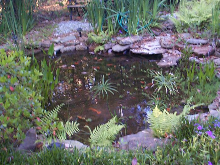 Pond-side view