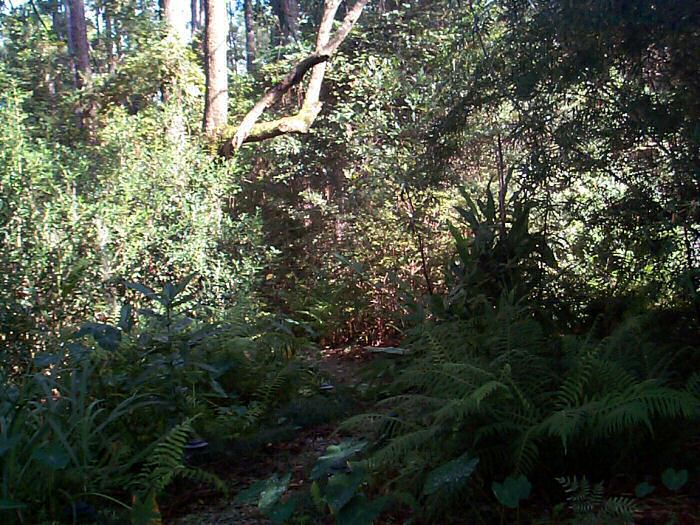 Hidden Pathway through the Marsh