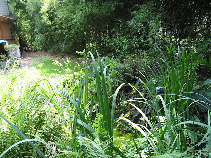 Over Pipe's Shoulder Pond View