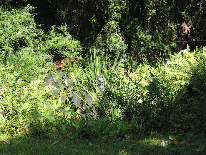 Leather Oaks Pond after Ivan