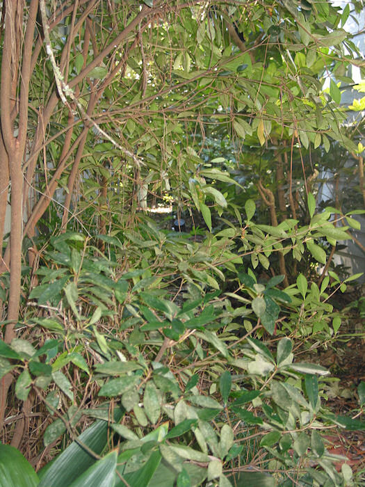 Magic Tunnel after Ivan