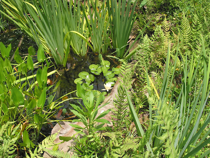 Blooming Lily amidst the Iris