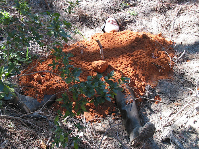 Almost Buried Harold