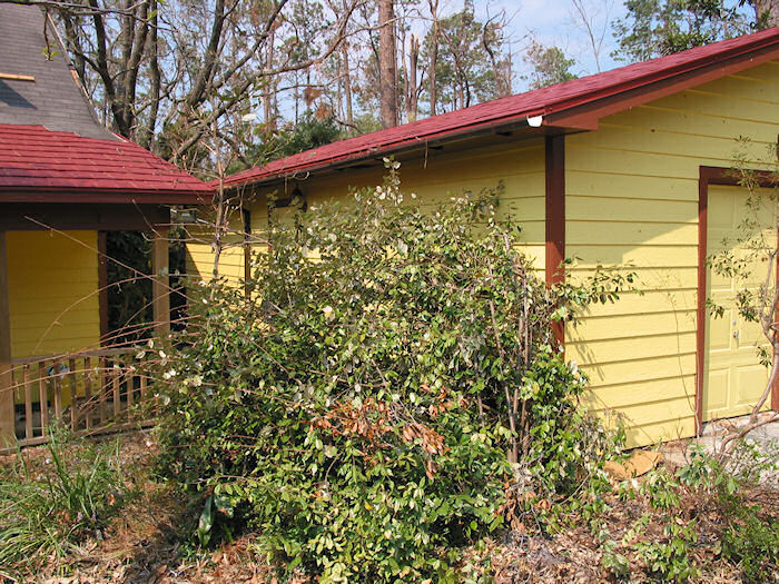 Front Walk with Russian Olive