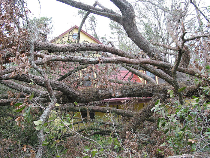 House through the Fence!