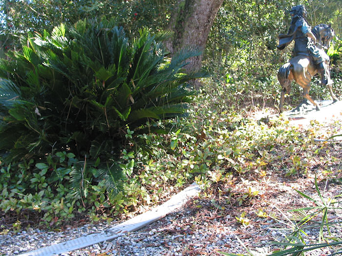 Horse Spotted near Sago Palm!