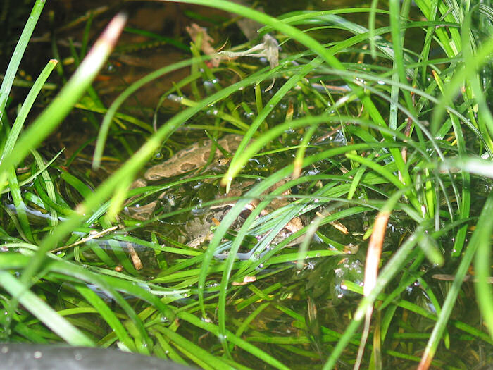 Leopard Frog in the Aquatic Grass